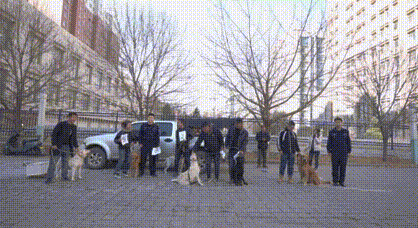 白天流窜踩点，夜间非法偷狗，两名犯罪嫌疑人已被刑拘，追回被盗犬只10只 