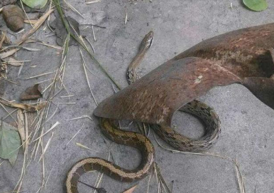 在家打死一条蛇好不好