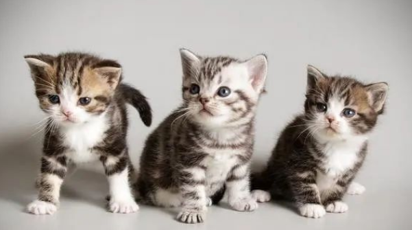 猫咪在你家不走,怎么办?用这三个小技巧,轻松解决问题! 猫咪在你家不走,怎么办?用这三个小技巧,轻松解决问题!