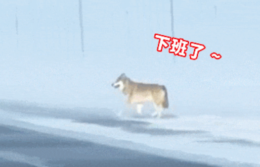村民养狗防狼,野狼直接躺平认狗做大哥?狼:什么狼性文化,我要吃蛋黄派! 村民养狗防狼,野狼直接躺平认狗做大哥?狼:什么狼性文化,我要吃蛋黄派!
