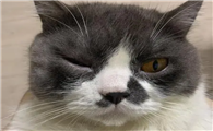 小猫崽眼睛反复被粘住
