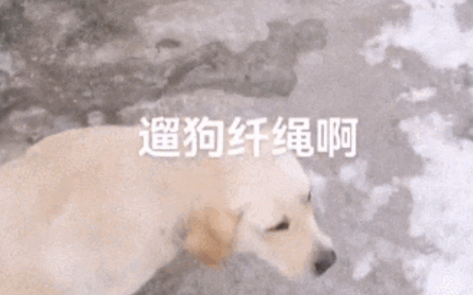 180猛男见狗狗叼出黄大仙,吓到结巴:臭狗子你粗来!我...我打洗你! 180猛男见狗狗叼出黄大仙,吓到结巴:臭狗子你粗来!我...我打洗你!