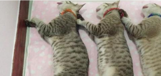 猫咪三兄弟被主人带去做绝育，麻醉后的表情神同步笑到主人扶墙走