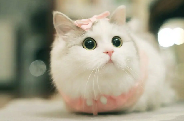 美国最新研究：养猫增加主人失明风险 养狗保护视力