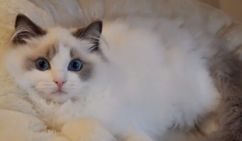 布偶猫最忌讳吃什么 布偶猫最忌讳吃什么