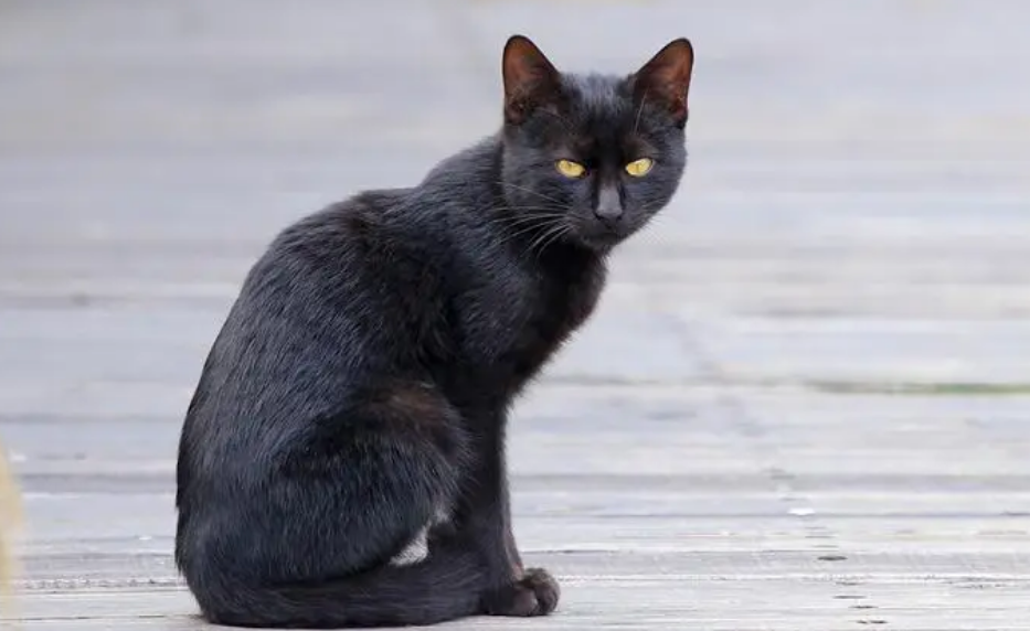 养猫引起的人类皮肤病图片