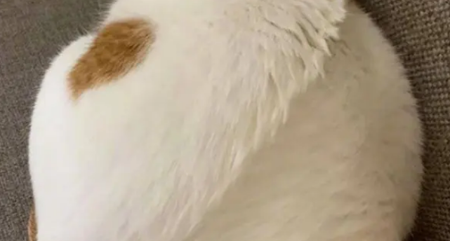 猫咪熟睡在沙发上，模样像极了抱枕，不仔细看都分辨不出