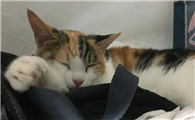 小猫一动不动还有呼吸全身软