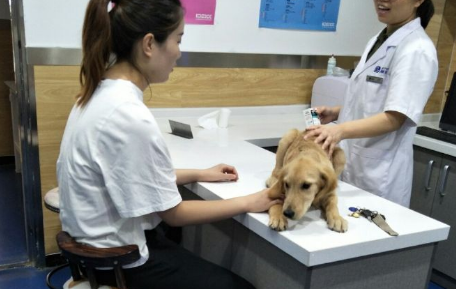 鲲鹏宠物医院怎么样 鲲鹏宠物医院怎么样