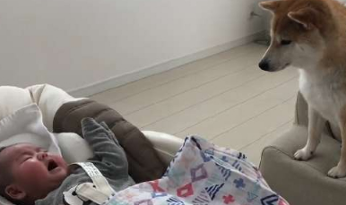 柴犬照顾小宝，比主人还上心，因负责走红，网友：“合格保姆”