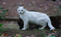 养猫真的会降低气运吗
