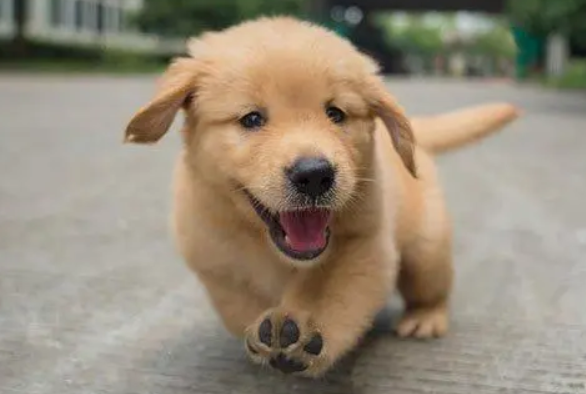 幼犬可以吃香蕉吗 幼犬可以吃香蕉吗