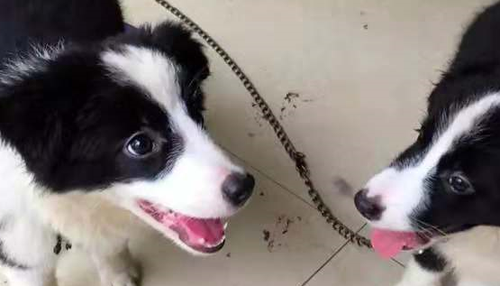 与刚到家的边境牧羊犬斗智斗勇之后,我还是果断的认输了 与刚到家的边境牧羊犬斗智斗勇之后,我还是果断的认输了