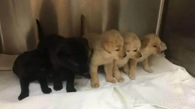 流浪母狗在下水道一直对着志工犬吠，志工靠近一看泪如泉涌