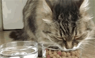 小猫多大可以吃猫粮