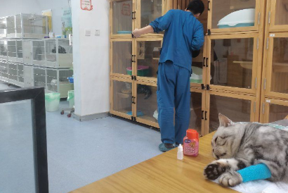 鲲鹏宠物医院电话