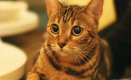 养猫能买玫瑰花吗 养猫能买玫瑰花吗