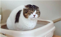 小猫尿血什么原因引起