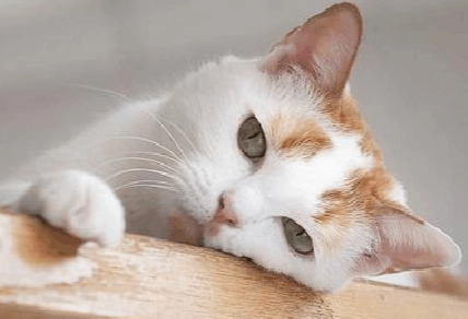 怎么去除猫尿味最有效 怎么去除猫尿味最有效