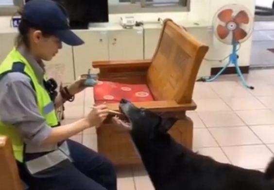 狗狗到派出所蹭饭，还骗走警员的心，“渣狗”还有两个主人