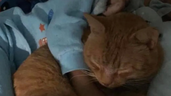 因搬家将猫咪暂养别处，小主子却哭着说：宁愿和猫一起睡马路