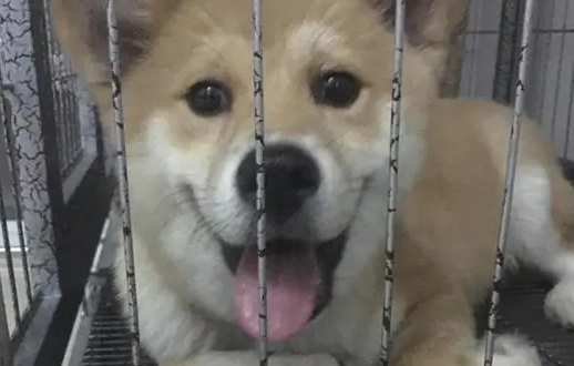 幼犬晚上关在笼子里一直叫怎么办