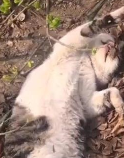 草丛躺了一只“死猫”,男子好心去埋猫,猫咪突然抬起头:干啥呢 草丛躺了一只“死猫”,男子好心去埋猫,猫咪突然抬起头:干啥呢