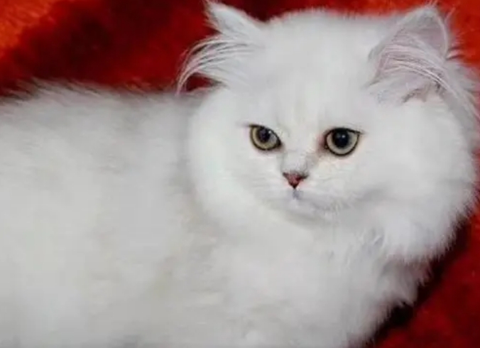 纯种金吉拉猫图片大全