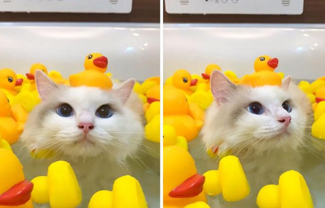 这是一只神仙猫咪，人家不仅不怕水，还喜欢泡澡