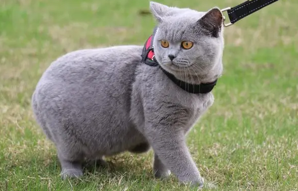 怎么分辨是不是宠物猫