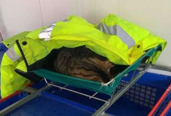 小猫整天在家睡觉,后来给自己找了个班上…天选打工猫?! 小猫整天在家睡觉,后来给自己找了个班上…天选打工猫?!