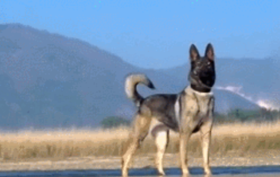 警犬在河边徘徊引全国关注，原来，它一辈子都在等这个人……