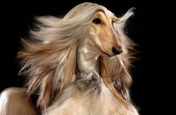 阿富汗猎犬性格 绝对是狗狗中的贵族