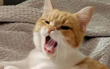 小猫叫不出声音怎么回事