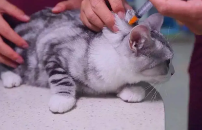 小猫几个月可以打疫苗 小猫几个月可以打疫苗