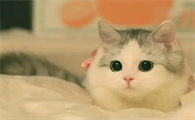 养猫可以养飞羽竹芋吗