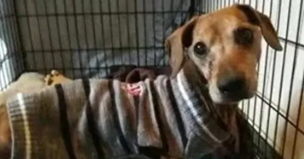 腊肠犬饿晕在路边,瘦到只有13斤,救助后才明白为何被丢弃 腊肠犬饿晕在路边,瘦到只有13斤,救助后才明白为何被丢弃