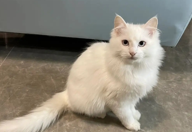 狮子猫4个月照片 狮子猫4个月照片