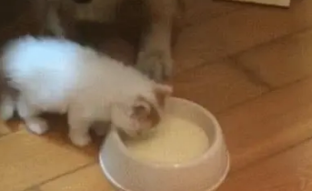 金毛低头看小奶猫喝奶,却没想到狗会这么幼稚,主人差点笑喷了 金毛低头看小奶猫喝奶,却没想到狗会这么幼稚,主人差点笑喷了