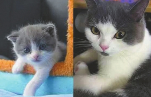 主人花费25万 让宠物猫“复活”