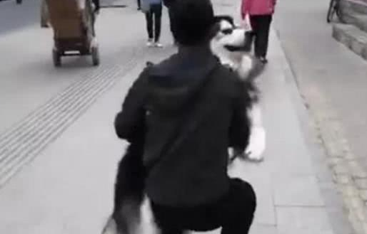阿拉斯加“耍赖”不好好走路,主人一抱起它之后,露出这样的表情 阿拉斯加“耍赖”不好好走路,主人一抱起它之后,露出这样的表情