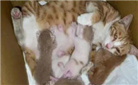 小猫准备生的时候有什么症状