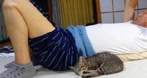 老爷爷救了一只流浪猫，每天黏着他，惹得家里的老伴狂吃醋