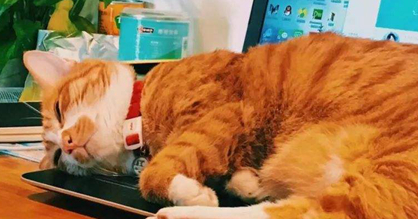 猫咪与电脑争风吃醋,铲屎官还有些小开心呢!猫咪:你到底要谁 猫咪与电脑争风吃醋,铲屎官还有些小开心呢!猫咪:你到底要谁