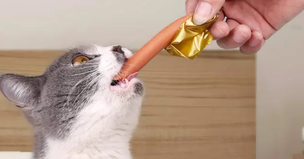 小猫能吃火腿肠吗