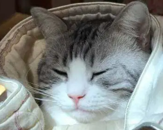 冬天猫咪“奇葩”取暖:萌出天际,屁股烧糊了! 冬天猫咪“奇葩”取暖:萌出天际,屁股烧糊了!