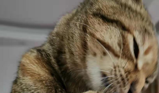 这只流浪猫以为自己是一条狗,它成精了吧? 这只流浪猫以为自己是一条狗,它成精了吧?