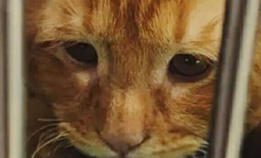比悲伤更悲伤的猫!与死神擦肩,被主人收养后,它的猫生逆袭了! 比悲伤更悲伤的猫!与死神擦肩,被主人收养后,它的猫生逆袭了!