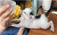一个月的小猫怎么养