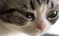小猫流眼泪是怎么回事